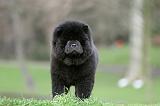CHOW CHOW 773